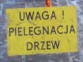 Uwaga! Pielęgnacja drzew