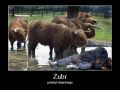 Żubr