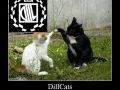 DillCats